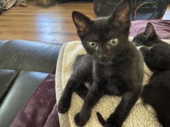Blossom -  Domestic Short Hair Cat for Adoption in Roseville, California - Blossom | PetCurious