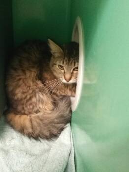 Chevy -  Domestic Long Hair Cat for Adoption - Chevy | PetCurious