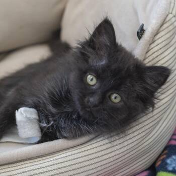 Bellatrix -  Domestic Long Hair Cat for Adoption in Pontiac, Michigan - Bellatrix | PetCurious
