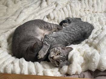 Merlin -  Domestic Short Hair Cat for Adoption in Tarrytown, Georgia - Merlin | PetCurious