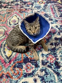 Domestic Short Hair Cats Available for Adoption - Josie Rosie | PetCurious