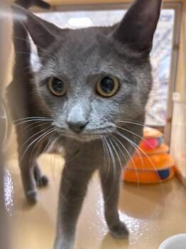 Alma -  Domestic Short Hair Cat for Adoption in Dayton, Minnesota - Alma | PetCurious