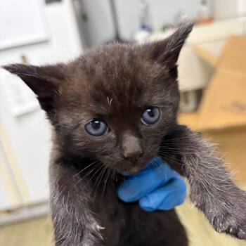 Dakota -  Domestic Short Hair Cat for Adoption in Summerville, South Carolina - Dakota | PetCurious