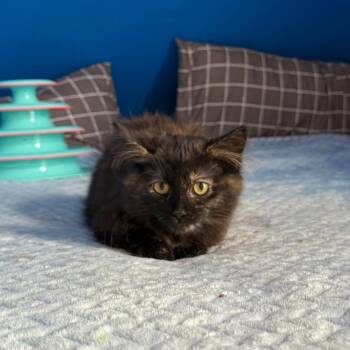 Rescue Domestic Long Hair Cats for Adoption in Leetonia, Ohio - Ruby | PetCurious