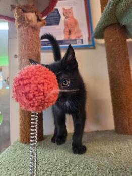 Nami -  Domestic Short Hair Cat for Adoption in Scottsbluff, Nebraska - Nami | PetCurious