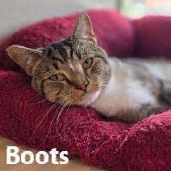 Rescue Domestic Short Hair Cats for Adoption in Olympia, Washington - Boots | PetCurious
