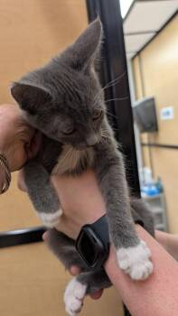 Trinity 2 -  Domestic Short Hair Cat for Adoption in Parker, Colorado - Trinity 2 | PetCurious