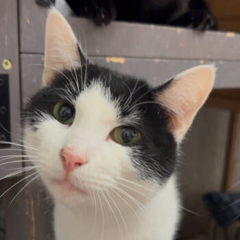 Rescue Domestic Short Hair Cats for Adoption in Oceanside, New York - Chip | PetCurious