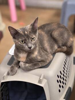 Sweetie Plush -  Domestic Short Hair and Dilute Tortoiseshell Cat for Adoption in Chandler, Arizona - Sweetie Plush | PetCurious