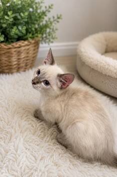 Bodie Napa -  Siamese Cat for Adoption in Napa, California - Bodie Napa | PetCurious