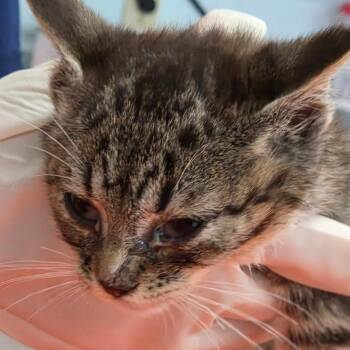 McMuffin -  Domestic Short Hair Cat for Adoption in Charleston, West Virginia - McMuffin | PetCurious