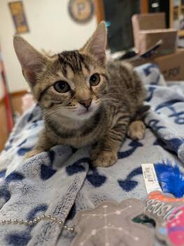 Rootbeer -  Domestic Short Hair Cat for Adoption in Allison Park, Pennsylvania - Rootbeer | PetCurious
