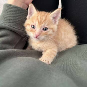 Rescue Domestic Short Hair Cats for Adoption in Nampa, Idaho - Freddie | PetCurious