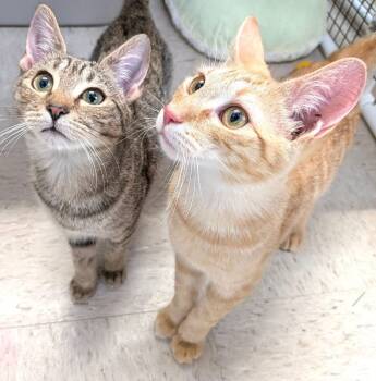 Domestic Short Hair Cats Available for Adoption - Wren + Cheese | PetCurious