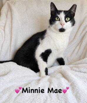 Minnie Mae -  Domestic Short Hair Cat for Adoption in Copley, Ohio - Minnie Mae | PetCurious