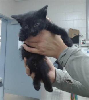 FLINT -  Domestic Short Hair Cat for Adoption in Salinas, California - FLINT | PetCurious