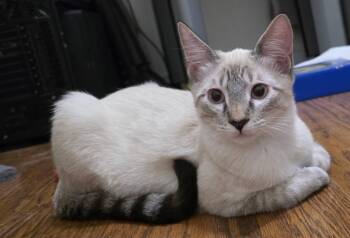 Marlow -  Domestic Short Hair Cat for Adoption in Dalworthington Gardens, Texas - Marlow | PetCurious