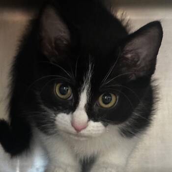 Balaclava -  Domestic Short Hair Cat for Adoption in Chicago, Illinois - Balaclava | PetCurious