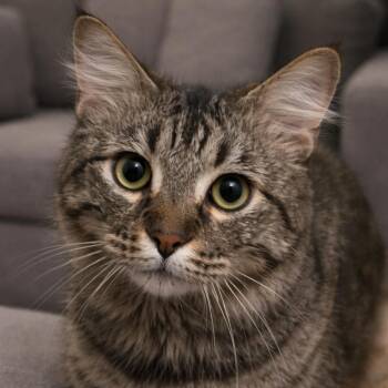 Domestic Long Hair Cats Available for Adoption - Otto | PetCurious