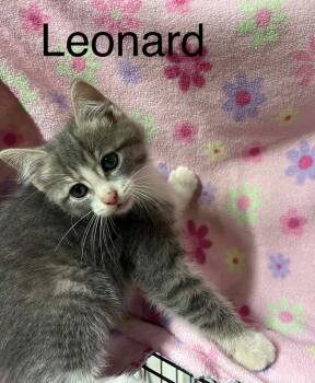 Leonard -  Domestic Short Hair Cat for Adoption in Princeton, Indiana - Leonard | PetCurious