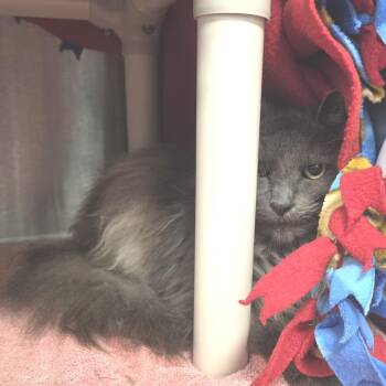 Chicken -  Domestic Long Hair Cat for Adoption in Fort Wayne, Indiana - Chicken | PetCurious