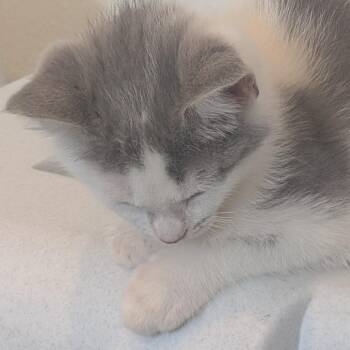 C26- 57 Violet -  Domestic Long Hair Cat for Adoption - C26- 57 Violet | PetCurious