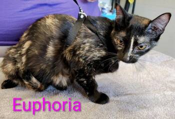 Euphoria -  Domestic Short Hair Cat Available for Adoption in Mena, Arkansas - Euphoria | PetCurious