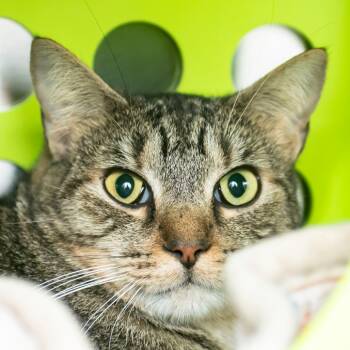 Rescue Domestic Short Hair Cats for Adoption in Middletown, Rhode Island - Freydis | PetCurious