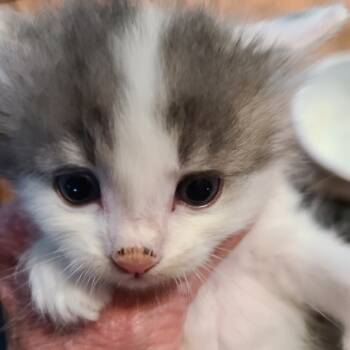 Rescue Domestic Short Hair Cats for Adoption in Woodstock, Virginia - Sterling Hill | PetCurious