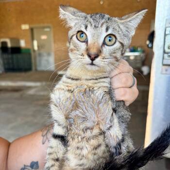 Macy -  Domestic Short Hair Cat for Adoption in Birmingham, Alabama - Macy | PetCurious