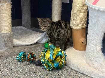 MELISSA -  Domestic Short Hair Cat for Adoption in Athens, Alabama - MELISSA | PetCurious