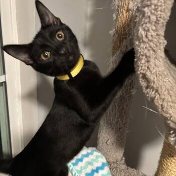 Rescue Domestic Short Hair Cats for Adoption in Dickson, Tennessee - Colonel Mustard | PetCurious