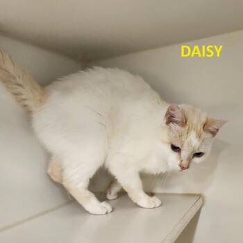 Daisy Tarkitty -  Siamese Cat for Adoption in Merrifield, Virginia - Daisy Tarkitty | PetCurious