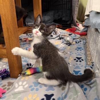 Konnichiwa -  Domestic Medium Hair Cat for Adoption in Columbia, Missouri - Konnichiwa | PetCurious