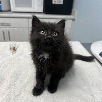 Butterfly -  Domestic Long Hair Cat for Adoption in Riverside, California - Butterfly | PetCurious