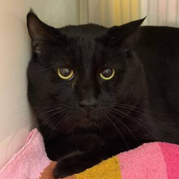 Max, the Real Panther -  Domestic Short Hair Cat for Adoption in Fairport, New York - Max, The Real Panther | PetCurious