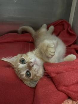 Mango -  Domestic Short Hair Cat for Adoption in New Orleans, Louisiana - Mango | PetCurious