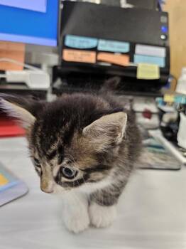 A137020 -  Domestic Medium Hair Cat for Adoption in Palmetto, Florida - A137020 | PetCurious