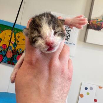 Domestic Short Hair Cats Available for Adoption in Morganton, North Carolina - Valentino | PetCurious