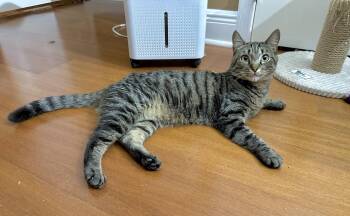 Steffi -  Domestic Short Hair Cat for Adoption in Longwood, Florida - Steffi | PetCurious