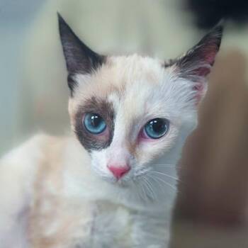 Ginny -  Domestic Short Hair Cat for Adoption in Chapel Hill, North Carolina - Ginny | PetCurious