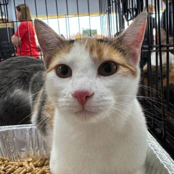 Rescue Domestic Short Hair Cats for Adoption in Portage, Michigan - Hot Sauce | PetCurious