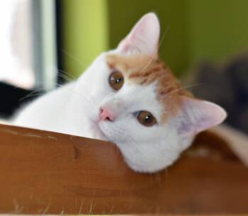 KING KONG -  Domestic Short Hair Cat for Adoption in San Clemente, California - KING KONG | PetCurious