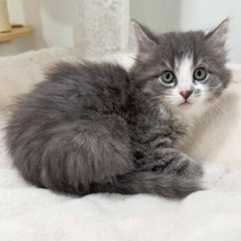 Tippy -  Domestic Long Hair Cat for Adoption in Rochester, Minnesota - Tippy | PetCurious