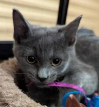 Domestic Short Hair Cats Available for Adoption - Dumpling | PetCurious