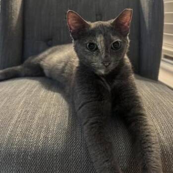 Domestic Short Hair Cats Available for Adoption in Liverpool, Texas - Lady Eloise Of Purrington | PetCurious