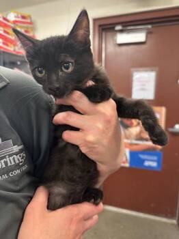 Sharpie -  Domestic Short Hair Cat for Adoption in Rock Springs, Wyoming - Sharpie | PetCurious