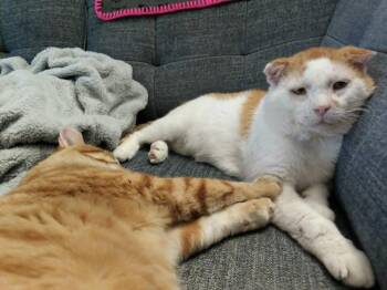 Grilled Cheese (FIV+) -  Domestic Short Hair Cat for Adoption in Minneapolis, Minnesota - Grilled Cheese (FIV+) | PetCurious