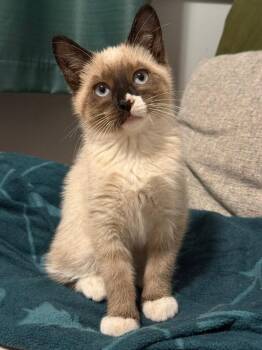 Fiona -  Siamese Cat for Adoption in Minneapolis, Minnesota - Fiona | PetCurious