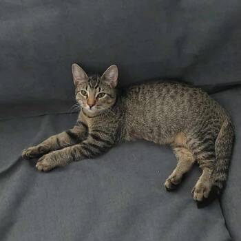 Rescue Domestic Short Hair Cats for Adoption in Evanston, Illinois - Bunsen | PetCurious